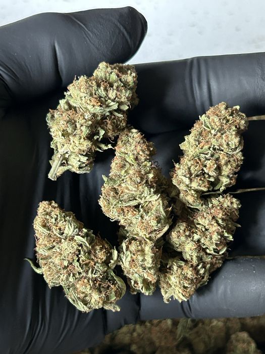 Susz CBD INDOOR Polska  1 kg najwyższa jakość