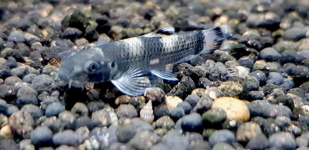 Nepalka myanmarska - Garra flavatra