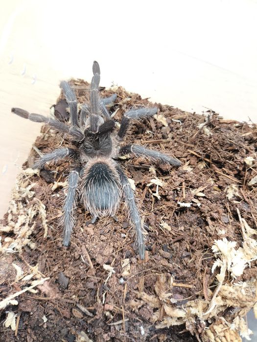 Parka Lasiodora parahybana 3,5-4DC