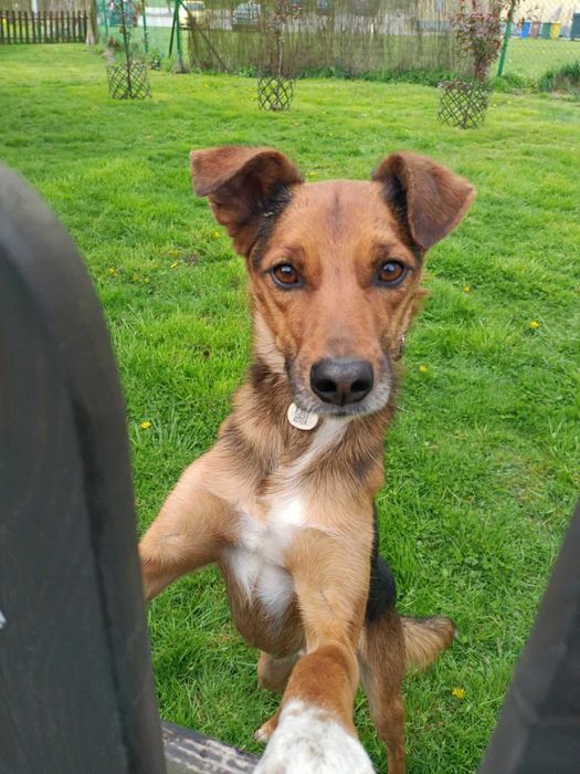 Kochany, cudny, najłagodniejszy piesek prosi o dom