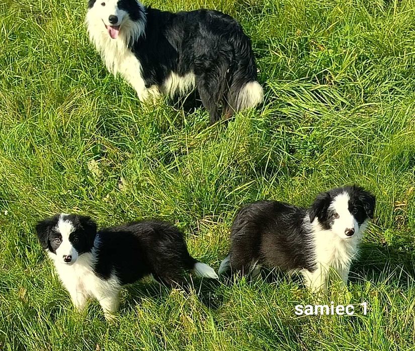 Border collie chłopiec z rodowodem