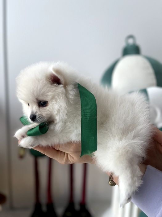 Обіймай і не відпускай  чарівні Померанські шпіци тут!