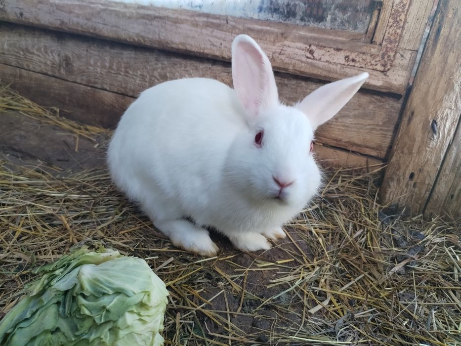 Króliki miniaturki