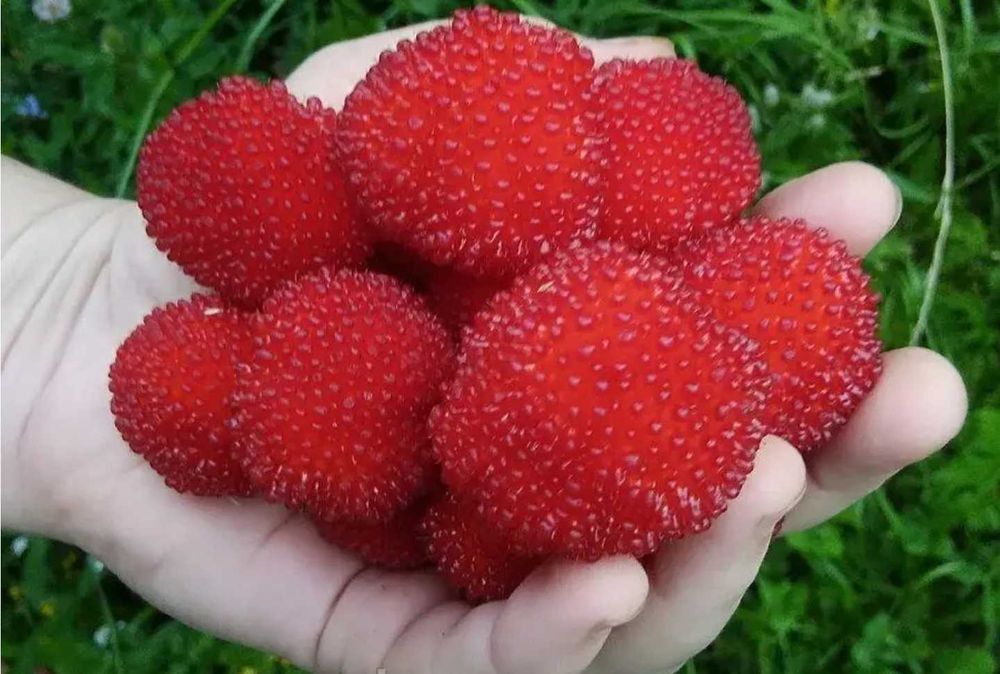 Розоволистная малина морозостойка