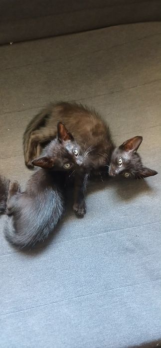 3 Gatinhos Machos Bebés para Adoção (Nascidos a 10/05/2026)
