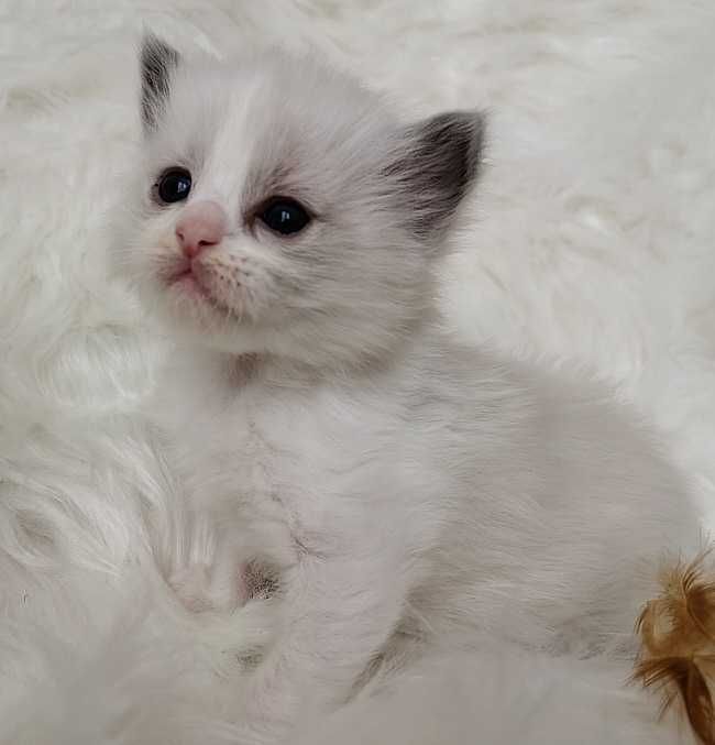 Ragdoll  kocurek z rodowodem WCF