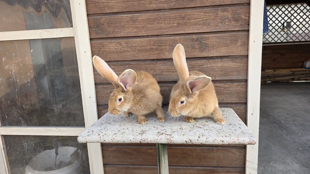 Olbrzym belgijski zolty