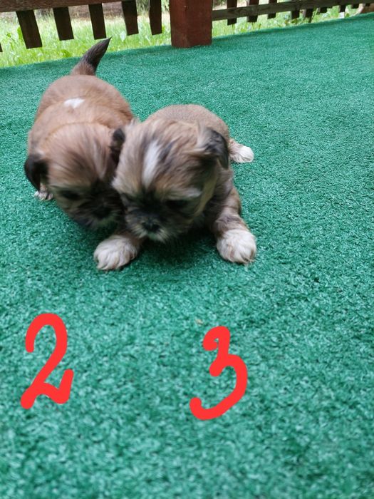 Pieski rasy shih tzu