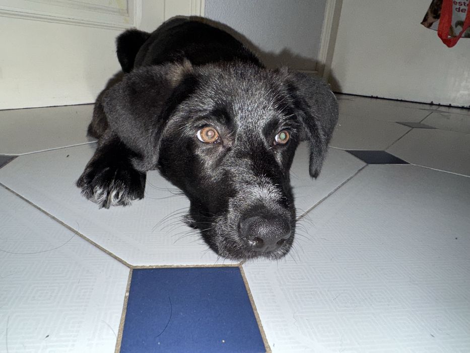 Cadela arraçada de pastor alemão com 3 meses e meio