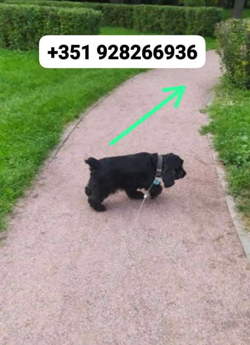 Dog Walker & Pet Sitting - Carcavelos & Parede