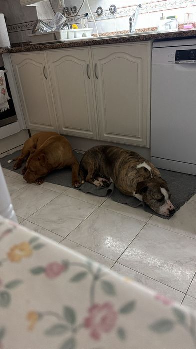 Zeus e Chanel Adoção responsável