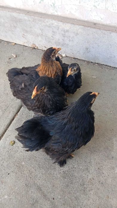 Pekins Black fêmeas