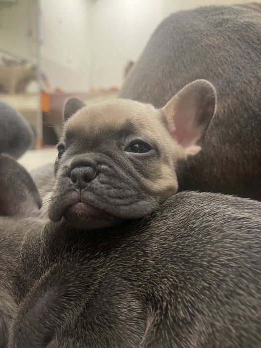 Filhote de Bulldog Francês - Blue Fawn