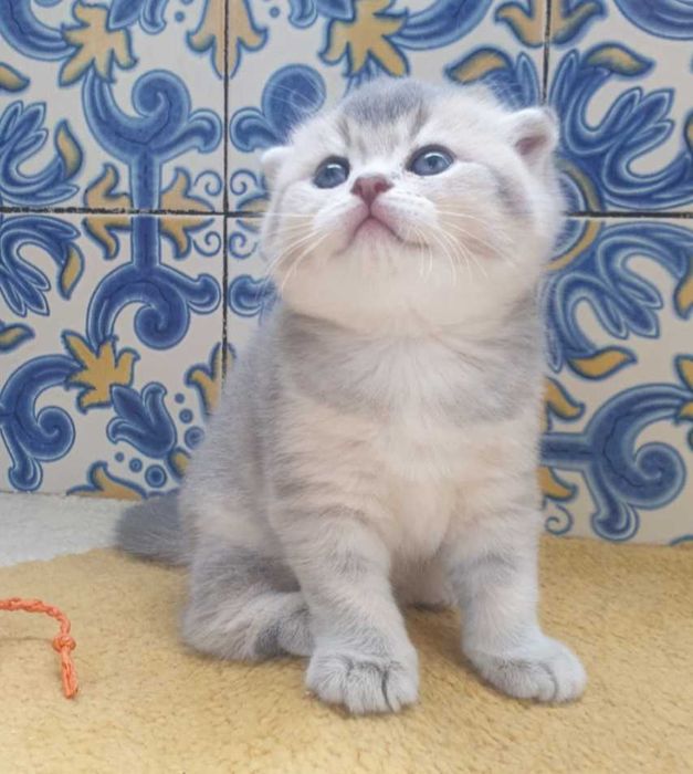 Gatinho scottish fold