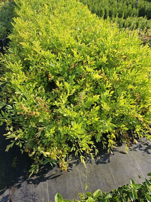 LUBCZYK Należący do roślin wieloletnich lubczyk to aromatyczne ziele