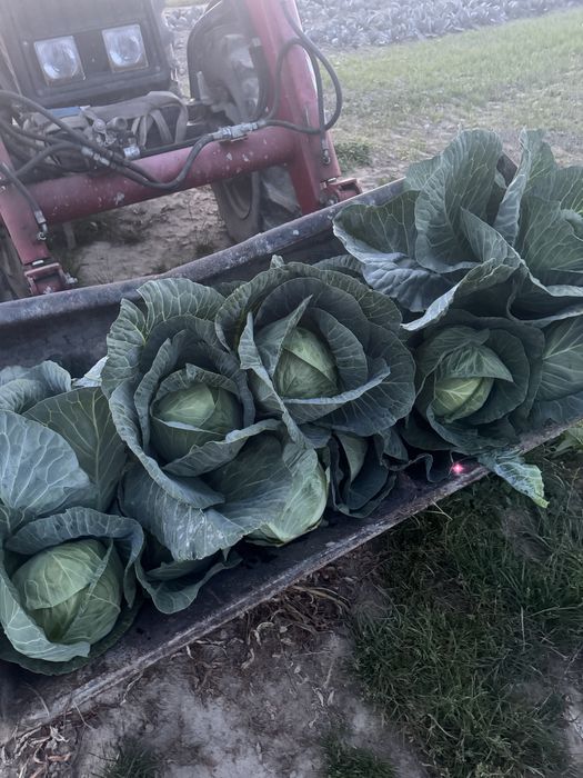 Kapusta biala i czerwona szatkowanie główka