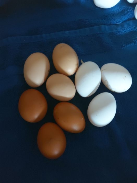 Jajka swojskie wolnym wybiegu