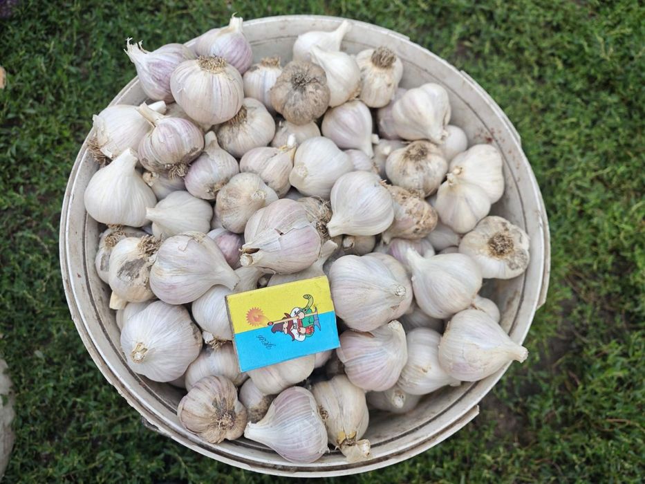 Продам зимовий часник Любаша (чеснок)