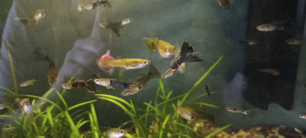 Продам рибок гуппі