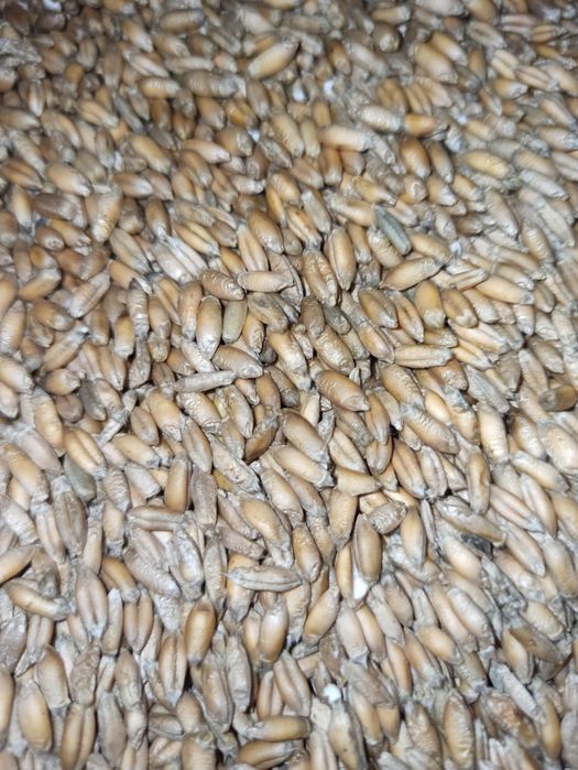 Owies (SIEW, PELLET), 2025