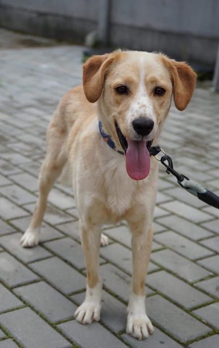 Lagodny piesek fo adopcji