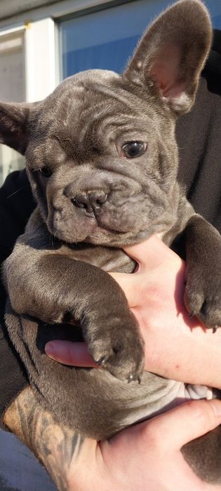 Мальчик французского бульдога