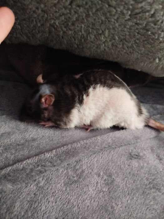 Щури декоративні ручні криси домашні гризуни