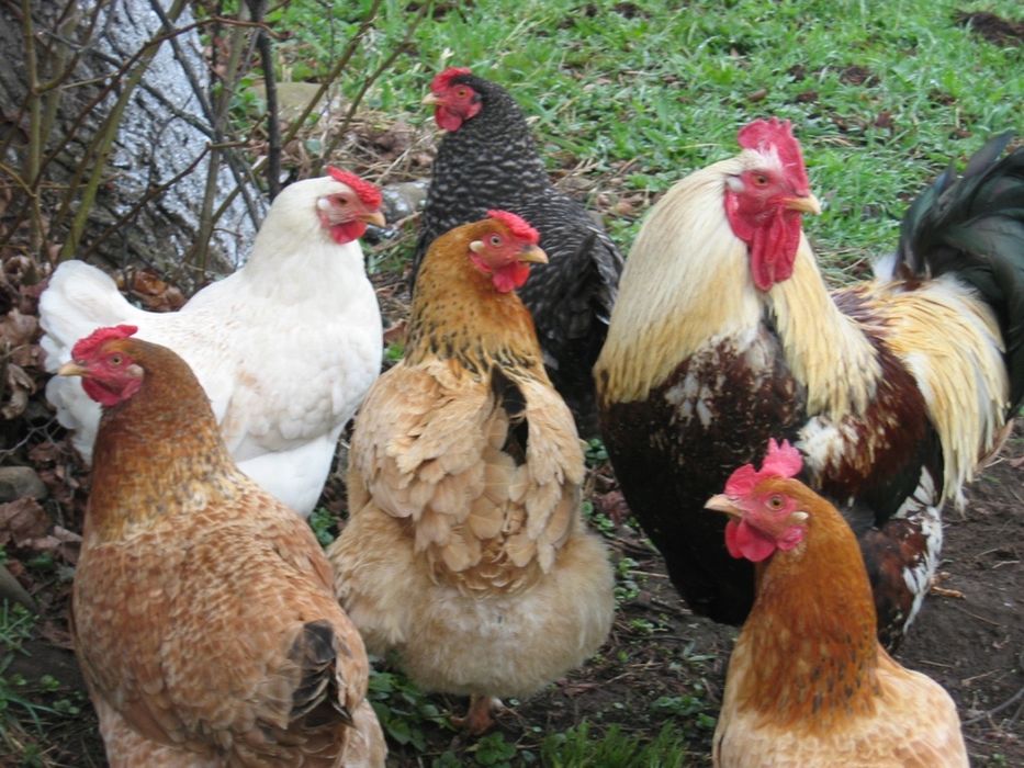 Galinhas poedeiras de várias raças/ mil flores, leghorn perdiz.