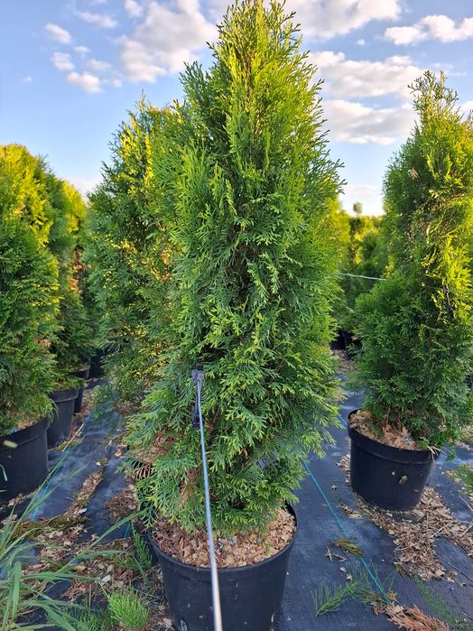 Tuje szmaragd Brwinów, Pruszków