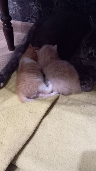 Віддам котеня в добрі руки