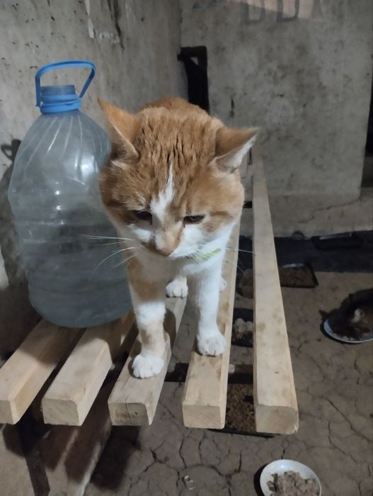 Найден рыже-белый кот, Одесская