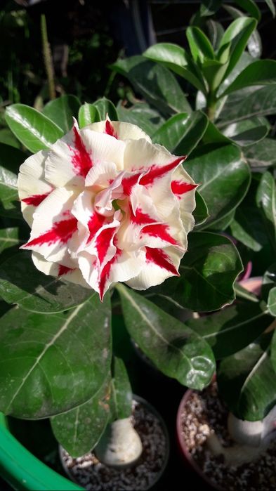 Продам сортовые адениумы