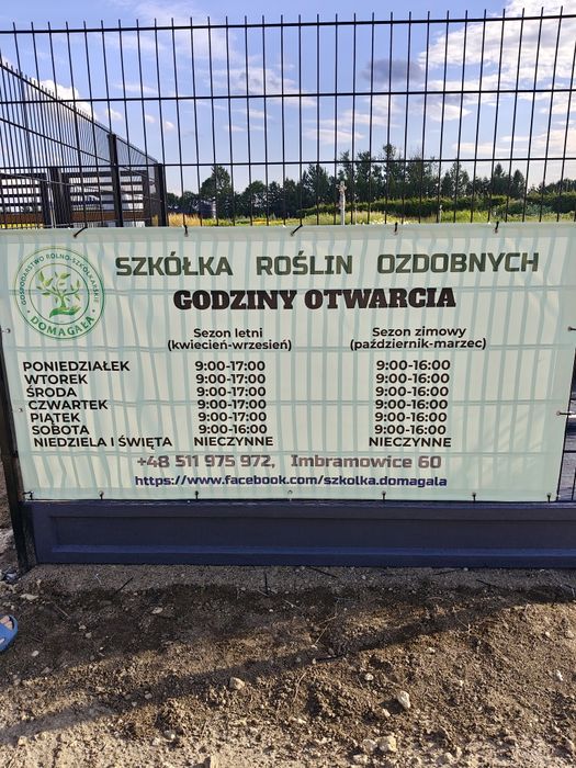 Irga purpurowa w doniczce, Variegatus