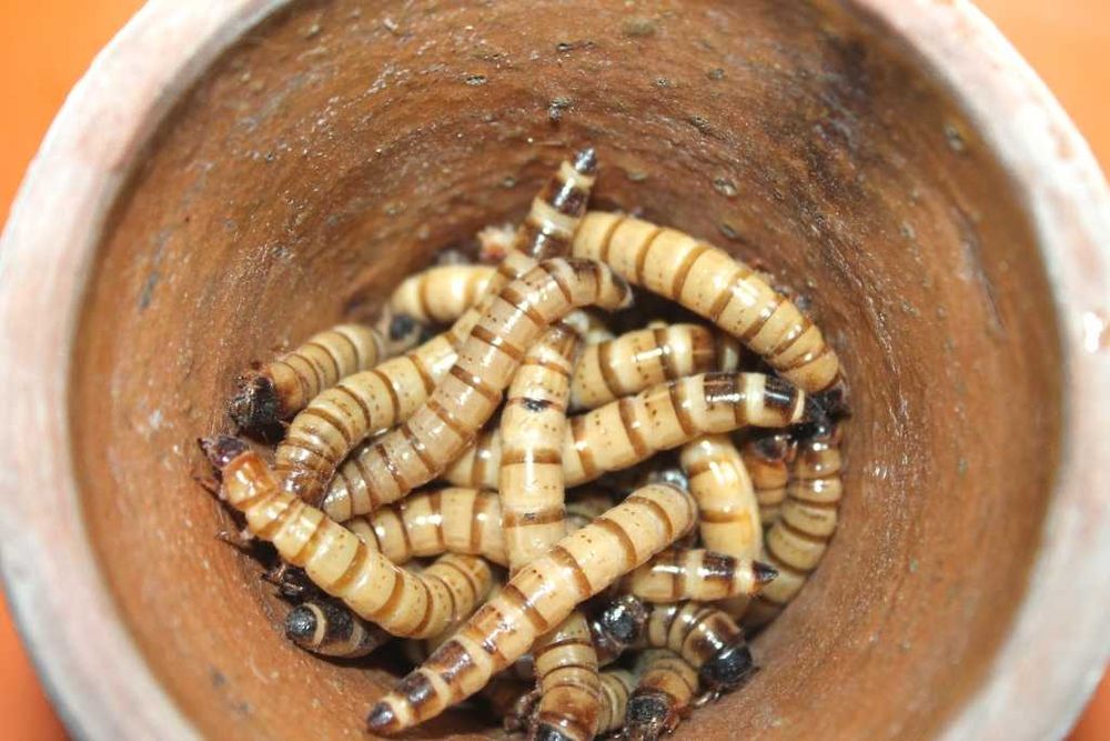 Зофобас - кормові личинки.