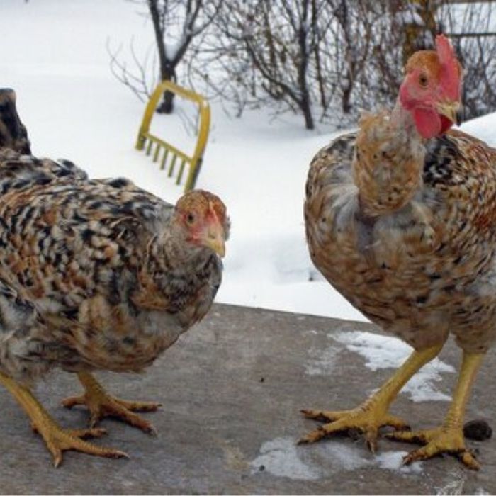 Инкубационное яйцо курицы испанка