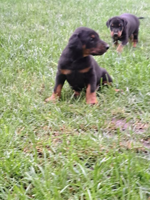 Doberman Piesek.