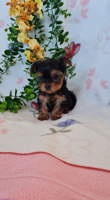 Estupendo menino Yorkshire Terrier mini de Qualidade