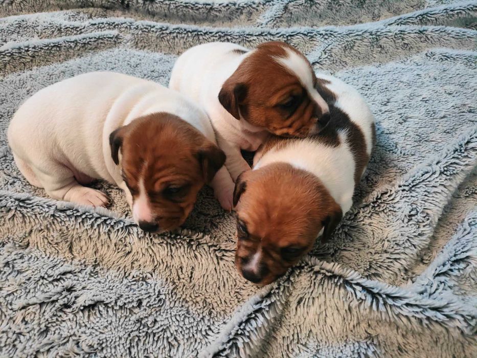 Szczeniaki Jack Russell Terrier
