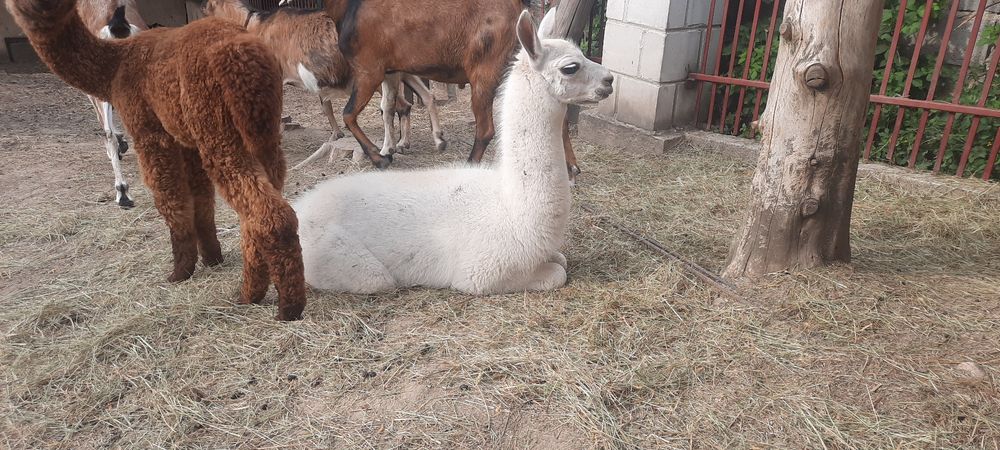 Lama samica młoda