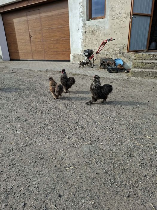 Kury i koguty silki