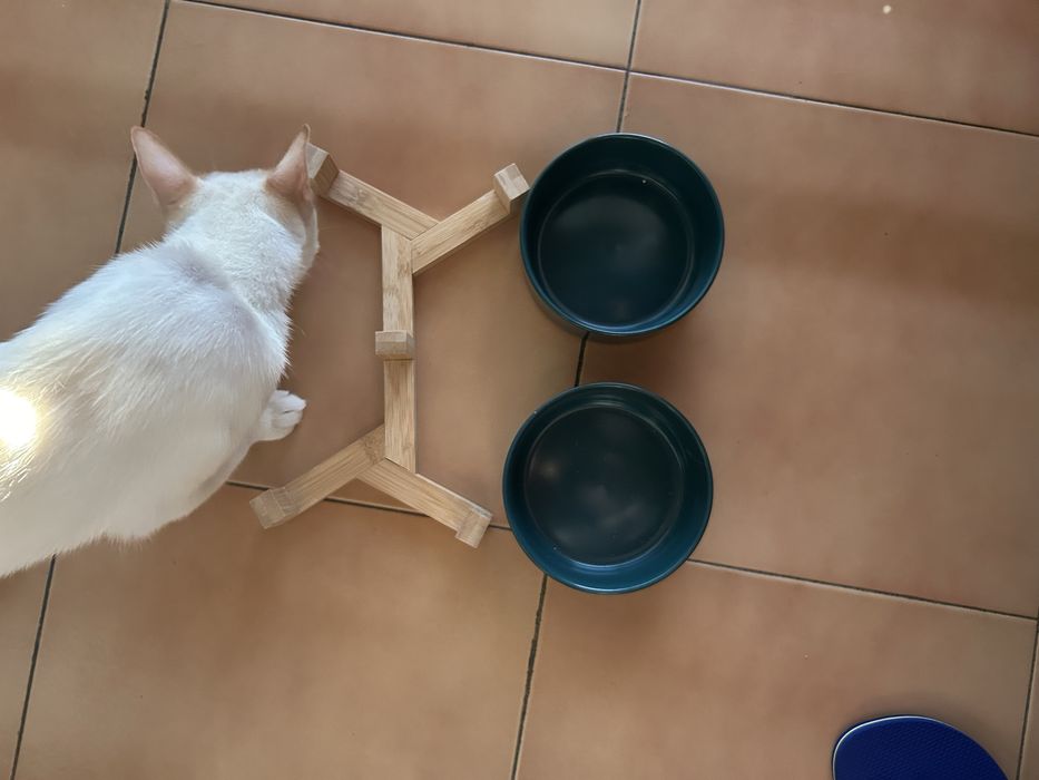 Alimentador cerâmica para gato (comedouro)