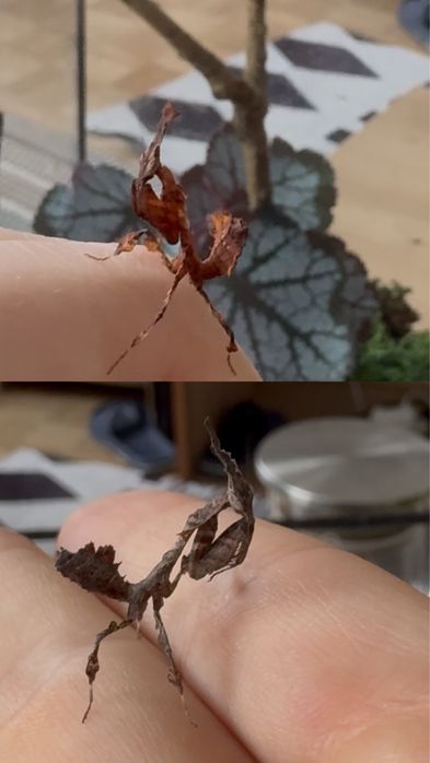 Modliszka Duch - Phyllocrania paradoxa