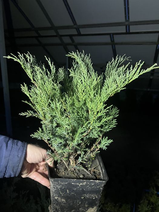 Ялівець казацький Блу Дануб