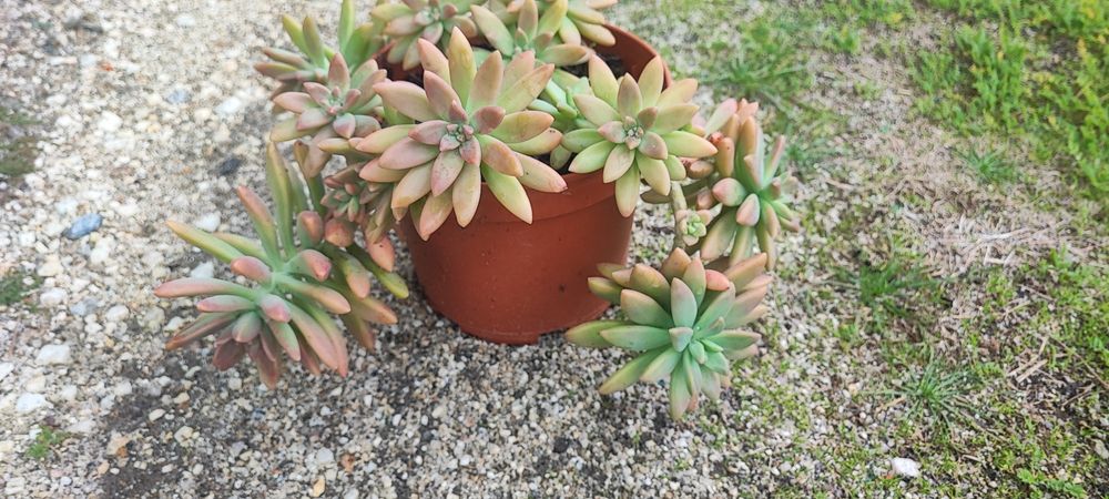 Planta suculenta