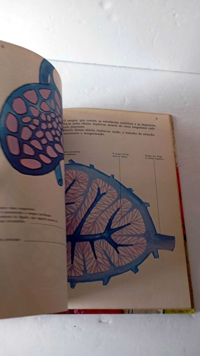 A História do meu Corpo - O fígado e os Rins