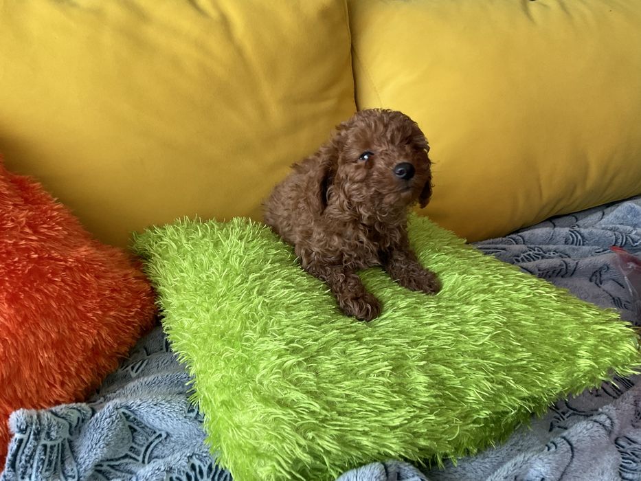 Pudel Toy Red-Szczeniaczek