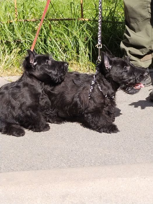 Скотч терьєр цуценята