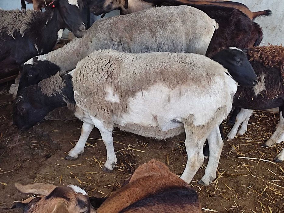 Продам ярки та матки крос дорпера (вівці, овцы)