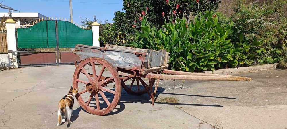 Carroça antiga para burros e quem quisesse puxar (gata não incluida)