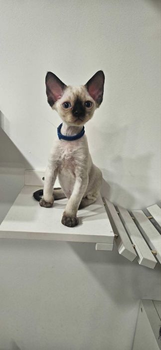 Tulaśny kocurek X-Man Demix*PL Devon Rex point niebieskie oczy zarezerwowany